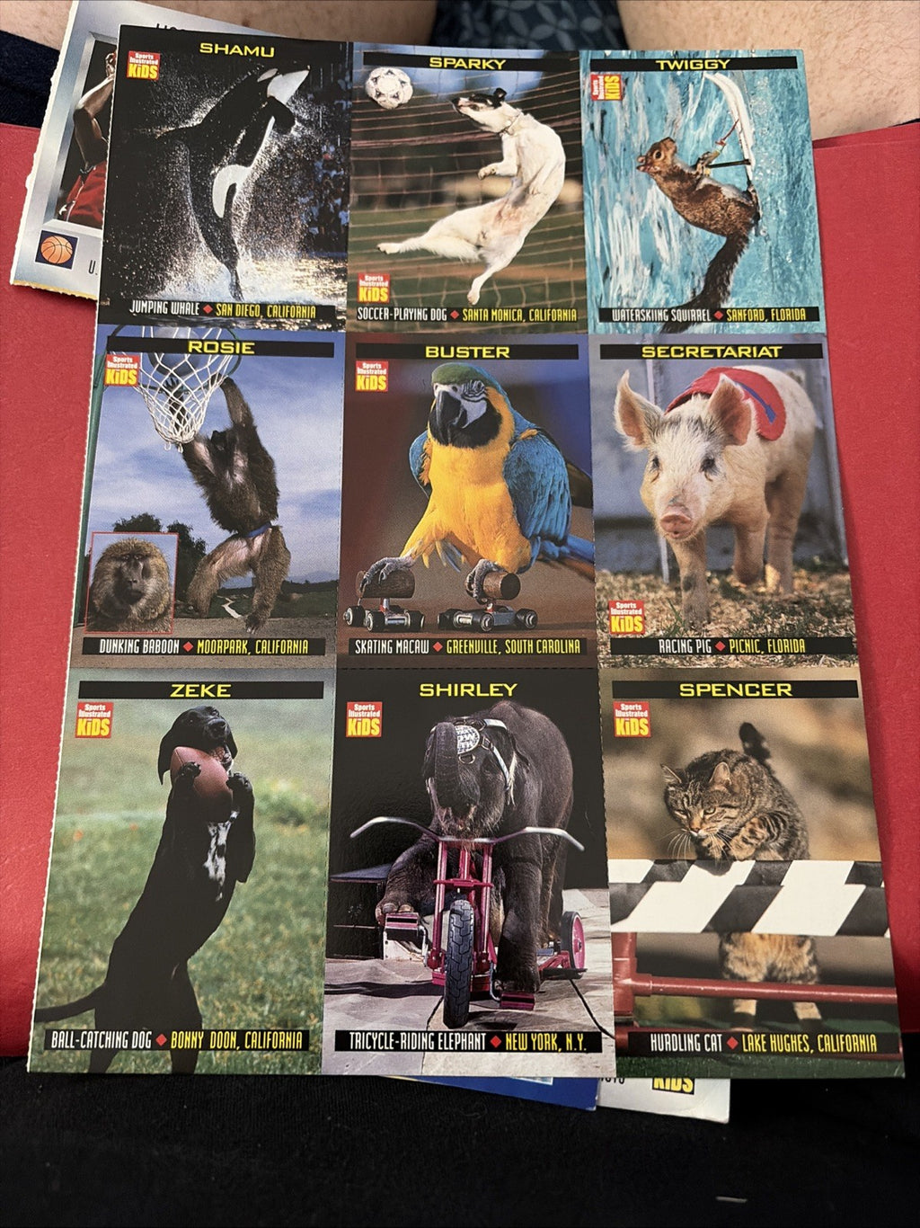 Shamu the Whale Animal Athletes 1998 Sports Illustrated for Kids SI 9 card sheet